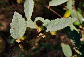 Image result for Triumfetta dekindtiana