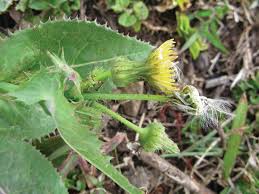 Image result for Sonchus bipontini