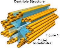 Maybe you would like to learn more about one of these? Centriole The Almighty Cell