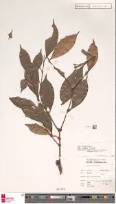 Image result for Ascolepis protea