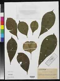 Image result for Petersianthus macrocarpus