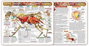 Learn Feline Anatomy