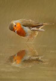 Lindsay0 On Indulgy Com Beautiful Birds Pretty Birds Birds