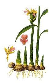 Image result for Zingiber