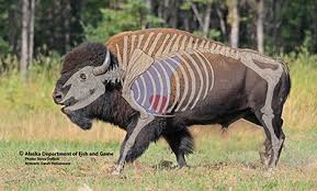 Male bison can weigh as much as a ton. The Bison From 30 Million To 325 1884 To 500 000 Today Flat Creek Inn Flat Creek Inn