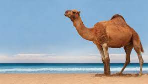 It stores food in its hump. Which Animal Can Go Longer Than A Trivia Answers Quizzclub