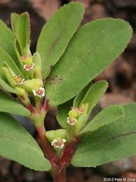 Image result for Euphorbia serratifolia