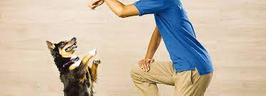 Dog chews, training treats, dog food, joint supplements Petsmart Puppy Training Classes Petsmart