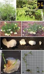 Image result for Hyparrhenia anemopaegma