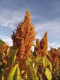 Golden Giant Amaranth 25 Seeds Amaranthus Hypochondriacus In 2021 Brown Flowers Amaranthus Seeds
