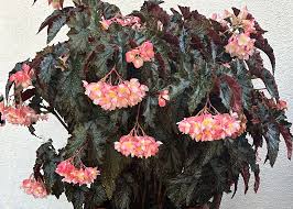 Image result for Montinia