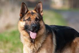 German shepherd colors in india. German Shepherd Price In India Detailed Breed Information Indian Pets