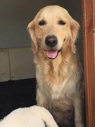 Conkasha golden retrievers, 6weeks old, able to leave this coming  weekend,17th. There are still a boy and girl baby available. They are r6500  KUSA registered, vaccinated, microchipped, aswell as dewormed fortnitely  from