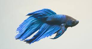 Siamesischer Kampffisch Betta Splendens Tetra Aquaristik Blog