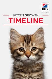 Weekly Kitten Development Timeline Kitten Growth Chart