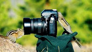 Diana On Twitter Cute Animals Animals Wild Funny Animals