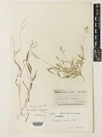 Image result for Urochloa reptans