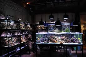 Purchase a saltwater fishing license and start planning your next saltwater fishing adventure with your family and friends. How To Choose A Lfs Local Fish Store By Quartapound Reef2reef Saltwater And Reef Aquarium Forum