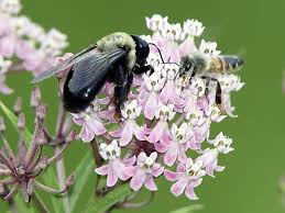 Mexican Whorled Milkweed Individual Plants Are Often Short Lived But Reseeds Itself Freely Potential To Become Invasiv Heirloom Seeds Milkweed Milkweed Seeds