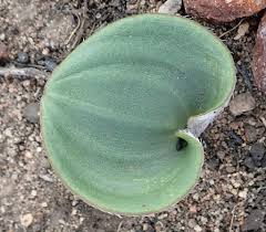 Image result for Eriospermum seineri