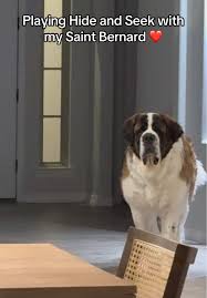 Saint Bernard Dog in Public