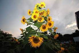 Helianthus annuus, the common sunflower, is a large annual forb of the genus helianthus grown as a crop for its edible oil and edible fruits. Foto Menengok Indahnya Kebun Bunga Matahari Di Kediri Merdeka Com
