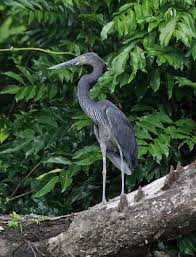 Daintree In Australia See More Pictures Seemorepictures Australian Birds Daintree Rainforest Australian Animals