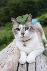 くろ おしゃれまとめの人気アイデア pinterest marjorie young キュートな猫 犬と猫 猫 被り物