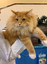 Check spelling or type a new query. Norwegian Forest Cat Club Home Facebook
