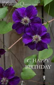 Photos Of Clematis Starting With H Clematis Climbing Roses Growing Flowers