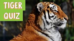 Apr 10, 2021 · common general knowledge questions and answers are always helpful to uplift iq so that one can compete in any exam. How Much Do You Know About Tigers Explore Awesome Activities Fun Facts Cbc Kids