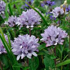 Image result for Campanula edulis