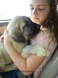 Kus Sarkosi S Athena We Call Her Annie Our New Anatolian Shepherd Livestock Guardian