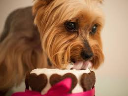 Wir zeigen dir, wie du die tollsten gebäcke versandsicher verpackst, damit sie deiner mama garantiert eine große freude machen. Hundetorte Selber Machen Leckeres Rezept Ohne Backen