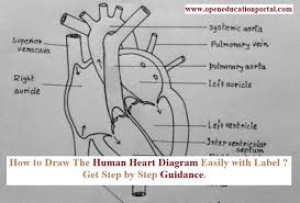 How to draw human heart anatomy color drawing for kids youtube. Human Heart Diagram Class 10 Get Easy Tricks To Draw Human Heart