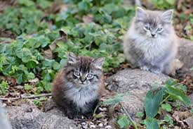 Thank you for the watch, again. Lifesaving Spring Kitten Protection Tips Alley Cat Allies