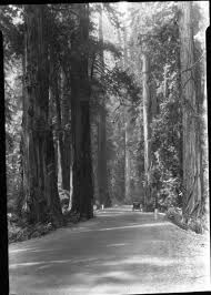 His letters, essays, and books describing. Odd Old News The Early History Of The Save The Redwoods Movement Redheaded Blackbelt