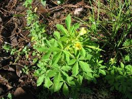 Image result for Cleome maculata
