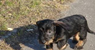 kaninchen dachshund teckel rauhhaar bremen borgfeld dackel baby dackel schnauzer hunde