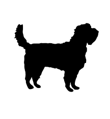 Image result for velký vendéeský hrubosrstý honič