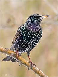 Star Sturnus Vulgaris Heimische Vogel Vogel Im Garten Tiere