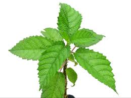 Image result for Urera