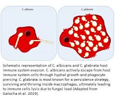 Image result for Tragia glabrata