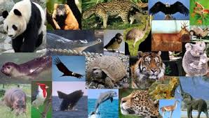 Resultado de imagen para animales en peligro de extinciÃ³n