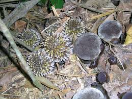 Image result for Dinophora