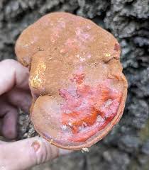 Image result for Ganoderma curtisii