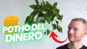 Image result for Epipremnum en casa