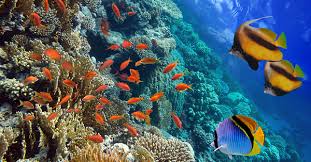 Pemandangan hidupan di dasar laut yang kreatif dan mesti awak semua singgah tempat menarik. 18 Download Pemandangan Bawah Laut Kumpulan Gambar Pemandangan
