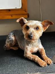 Good evening. I'm looking for an experienced dog groomer. I'd like to  support local. I'm in Yarker , but don't mind a drive around Stone Mills.  Any suggestions appreciated. Australian Shepherd. Pup