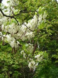 Arbre De Judee A Floraison Blanche Cercis Siliquastrum F Albida Avec Images Arbre De Judee Arbre Jardins
